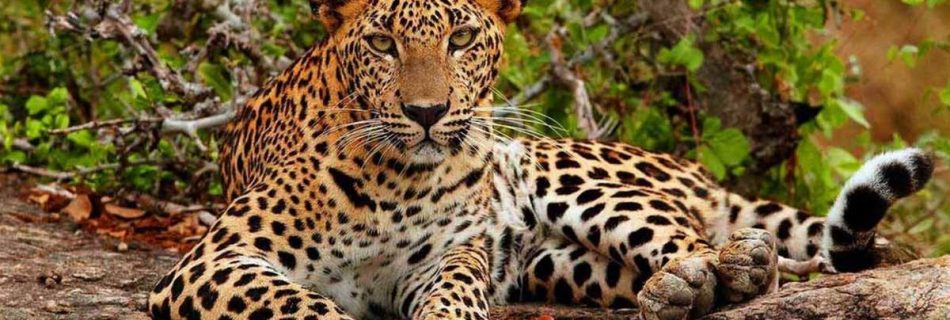 ala-National-Park-Safari